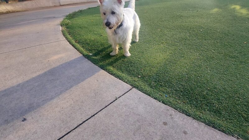 Fred Anderson Dog Friendly Area - Chicago, IL