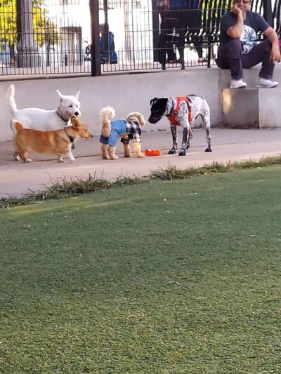 Fred Anderson Dog Friendly Area - Chicago, IL