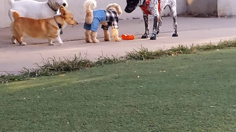 Fred Anderson Dog Friendly Area - Chicago, IL