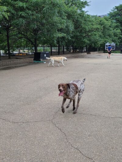 Grant Bark Park - Chicago, IL