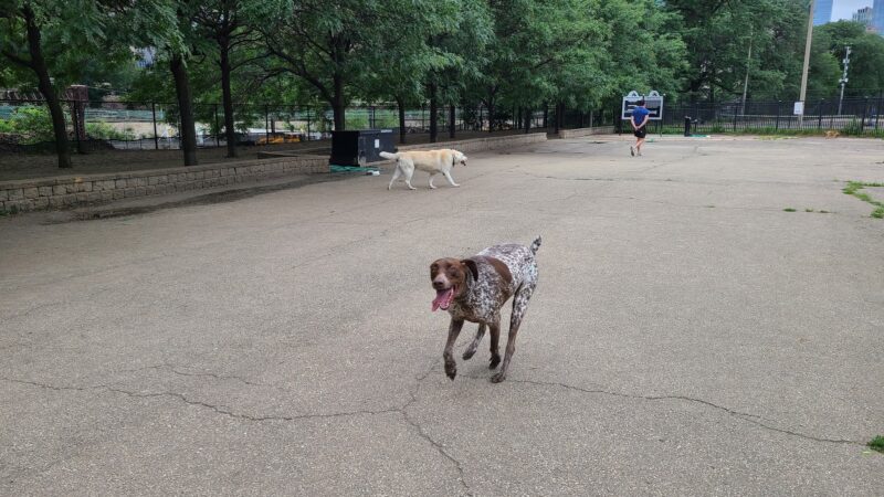 Grant Bark Park - Chicago, IL