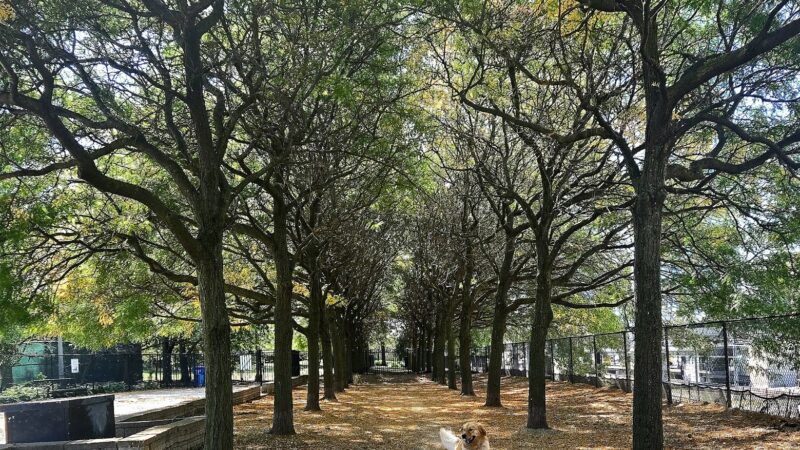 Grant Bark Park - Chicago, IL
