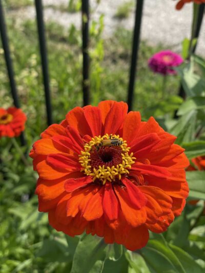 Graver Park - Chicago, IL