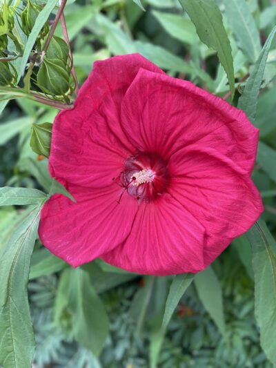 Graver Park - Chicago, IL