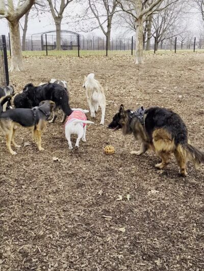 Horner Park Dog Park - Chicago, IL