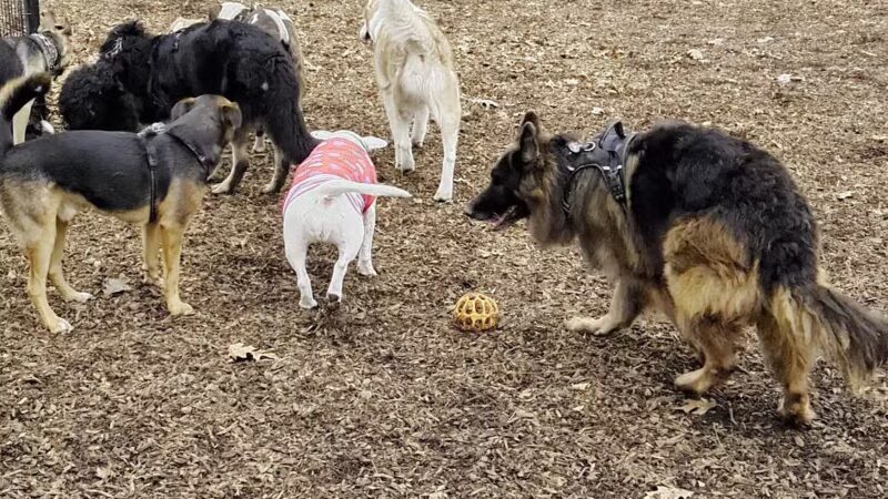 Horner Park Dog Park - Chicago, IL