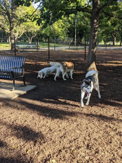 Horner Park Dog Park - Chicago, IL