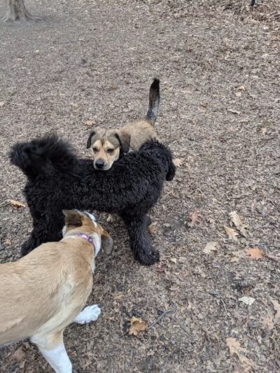 Horner Park Dog Park - Chicago, IL