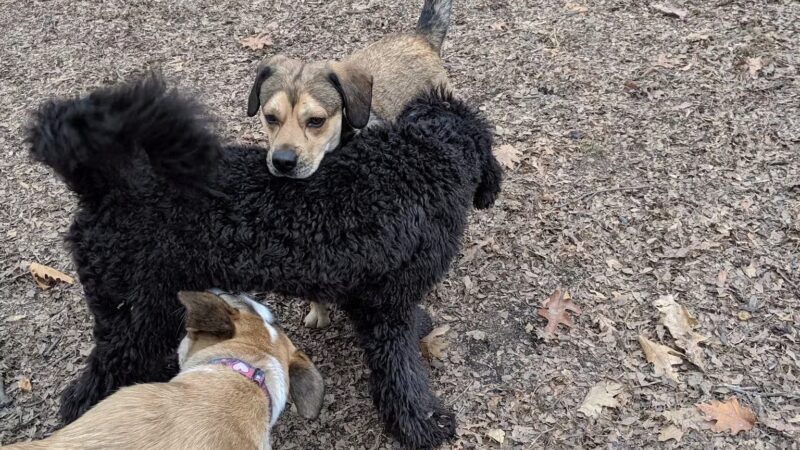 Horner Park Dog Park - Chicago, IL
