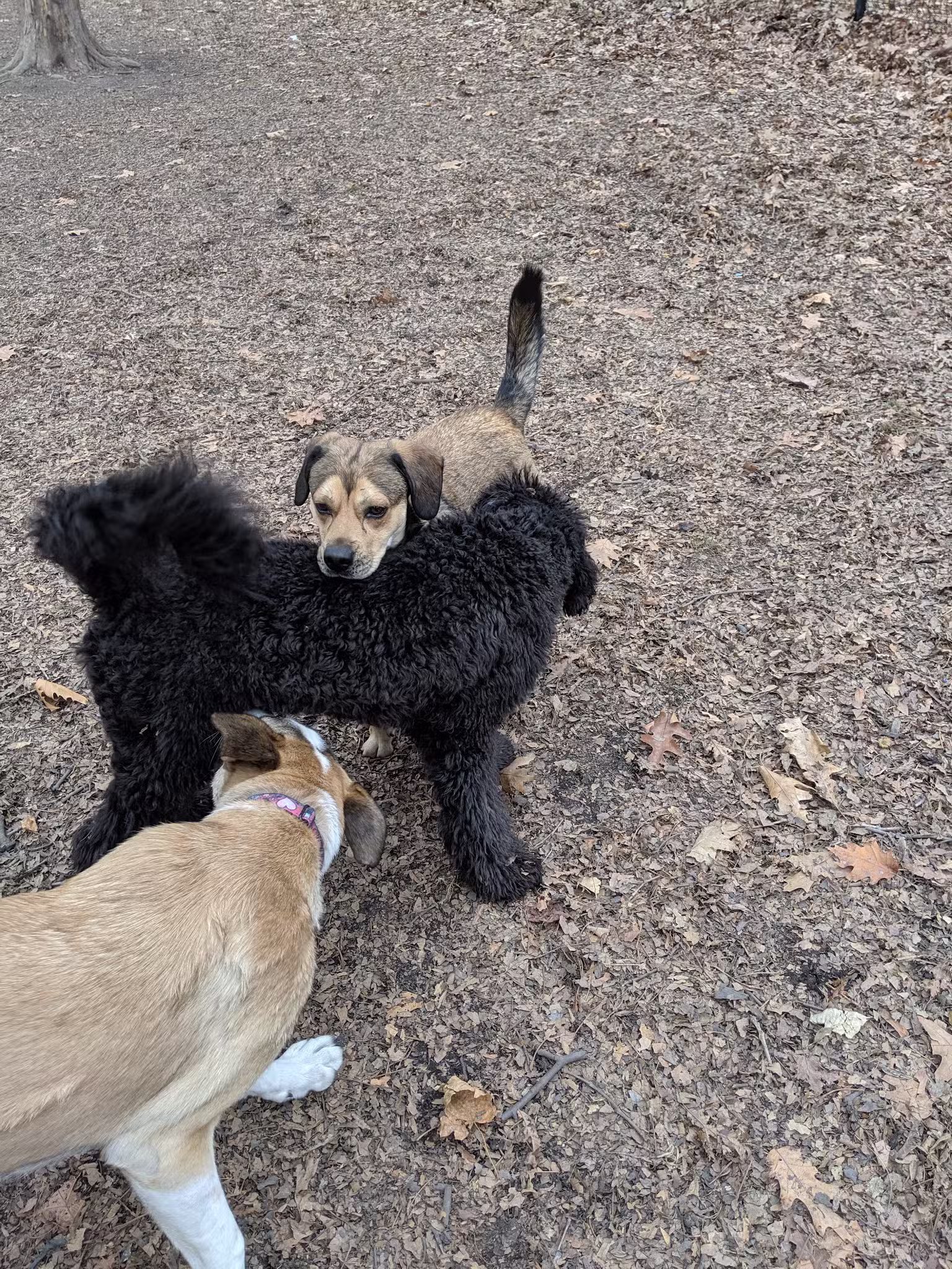 Horner Park Dog Park - Chicago, IL