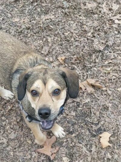 Horner Park Dog Park - Chicago, IL