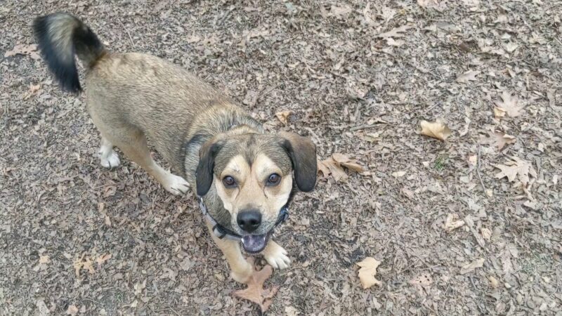Horner Park Dog Park - Chicago, IL