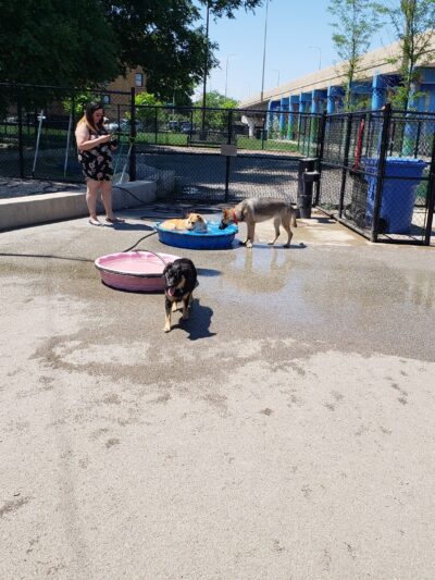 Logan Square Dog Park - Chicago, IL
