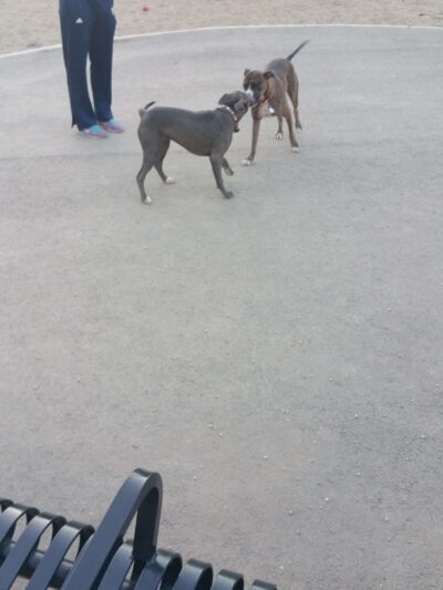 Logan Square Dog Park - Chicago, IL