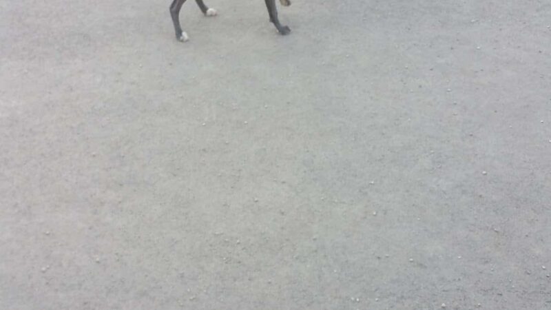 Logan Square Dog Park - Chicago, IL
