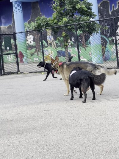 Logan Square Dog Park - Chicago, IL
