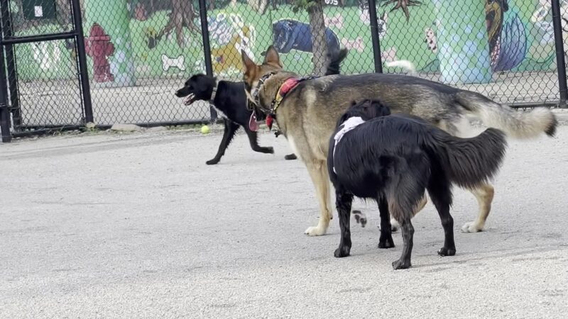 Logan Square Dog Park - Chicago, IL