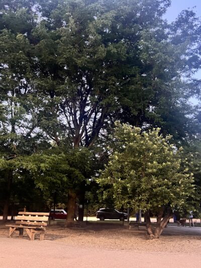 Norwood Park Dog Friendly Area - Chicago, IL