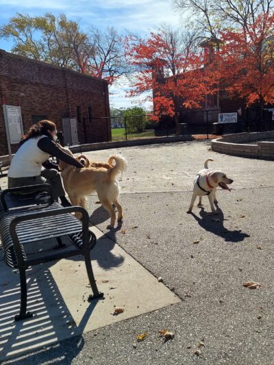 Portage Park Dog Friendly Area - Chicago, IL