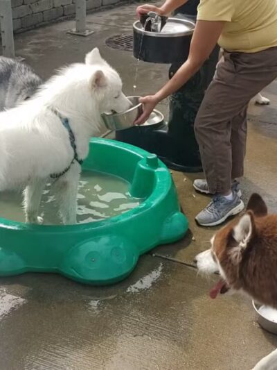 Portage Park Dog Friendly Area - Chicago, IL