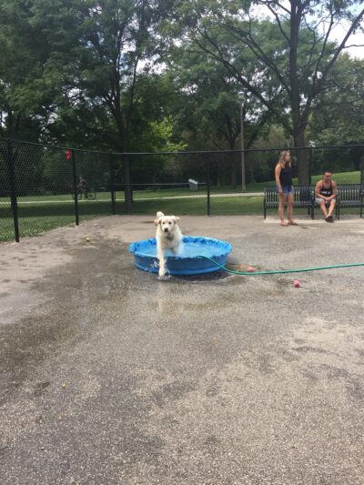 River Park Dog Friendly Area - Chicago, IL