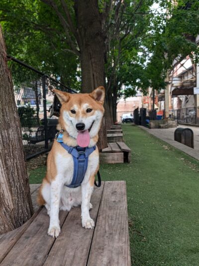 South Loop Action Cooperative - Chicago, IL