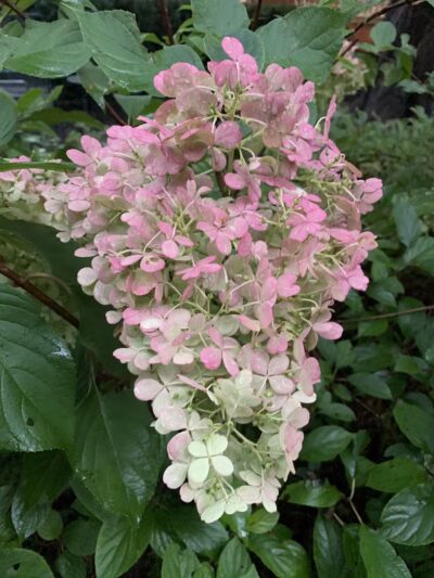 Space Park on Roscoe - Chicago, IL