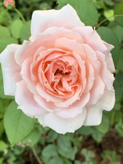 Space Park on Roscoe - Chicago, IL