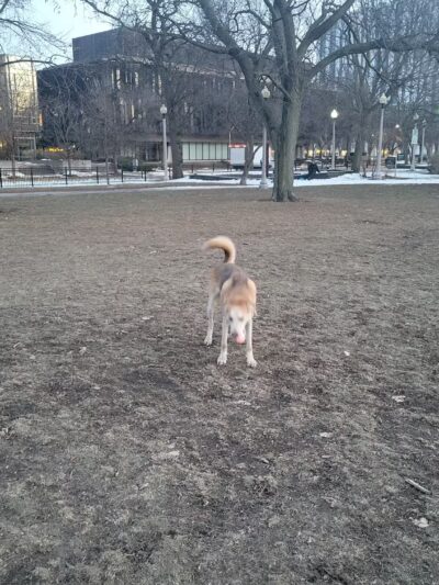 Stout (Florence) Park - Chicago, IL