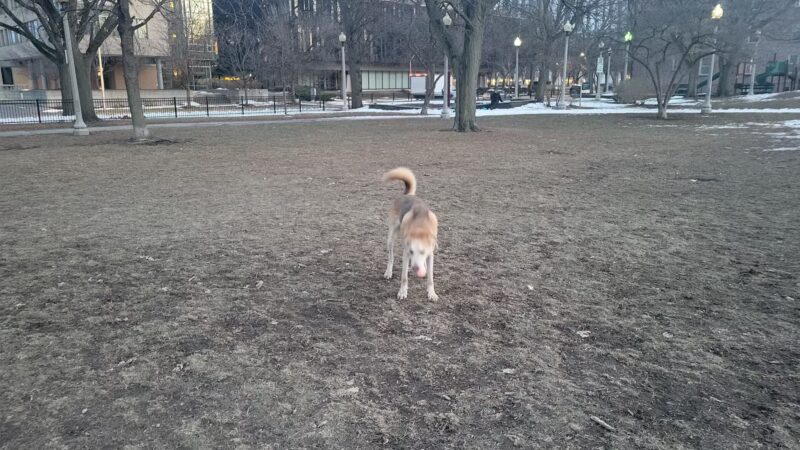 Stout (Florence) Park - Chicago, IL