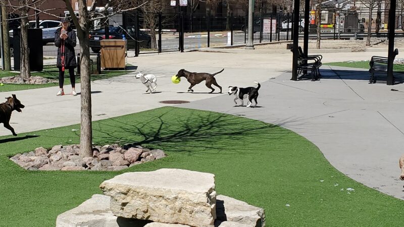 The West Loop 569 Dog Friendly Area - Chicago, IL