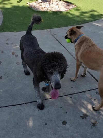 The West Loop 569 Dog Friendly Area - Chicago, IL