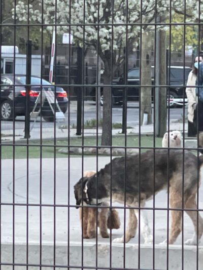 The West Loop 569 Dog Friendly Area - Chicago, IL