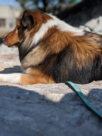 Walsh Park Dog Friendly Area - Chicago, IL