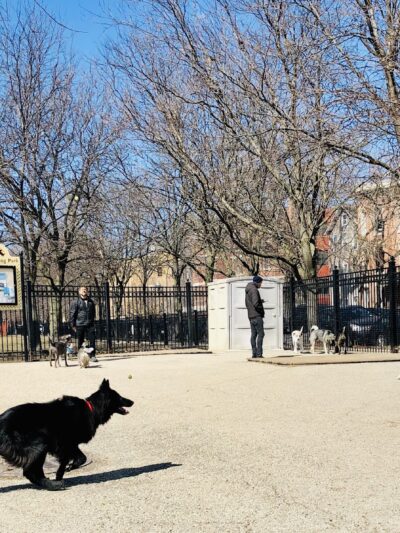 Wicker Park Dog Friendly Area - Chicago, IL
