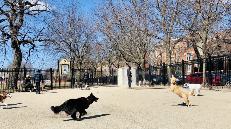 Wicker Park Dog Friendly Area - Chicago, IL