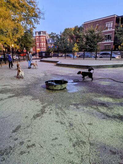Wicker Park Dog Friendly Area - Chicago, IL