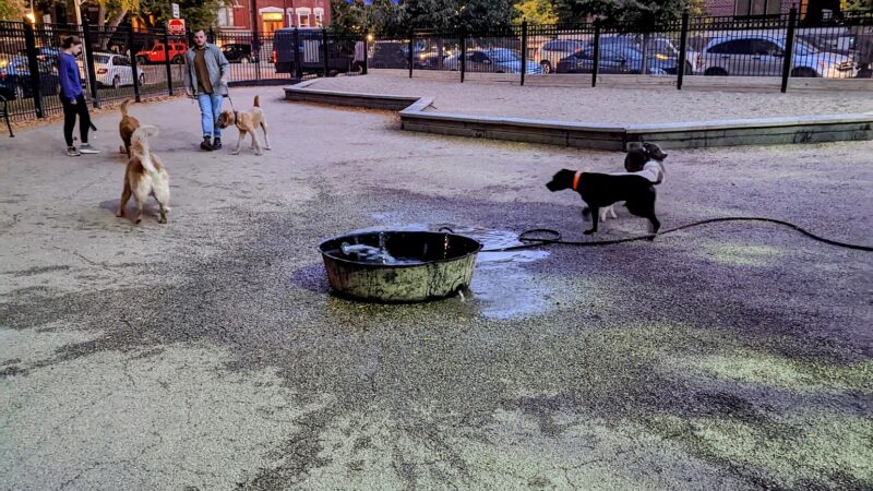 Wicker Park Dog Friendly Area - Chicago, IL