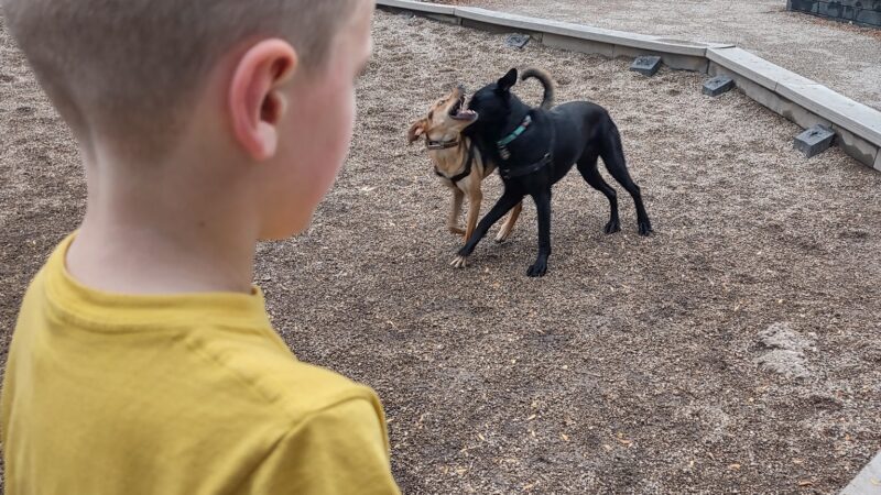 Wicker Park Dog Friendly Area - Chicago, IL