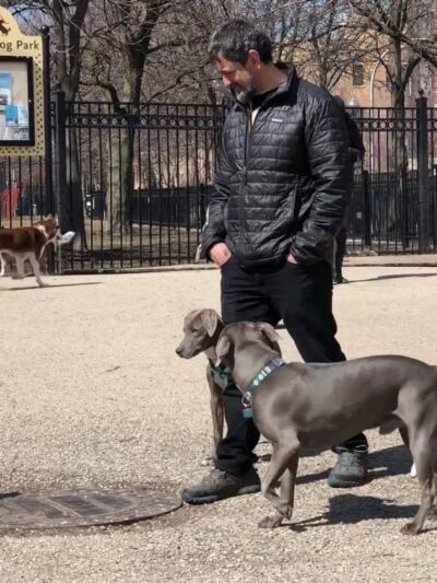Wicker Park Dog Friendly Area - Chicago, IL