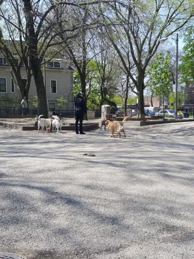 Wiggly Field Dog Park - Chicago, IL