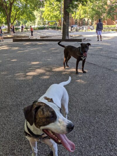 Wiggly Field Dog Park - Chicago, IL