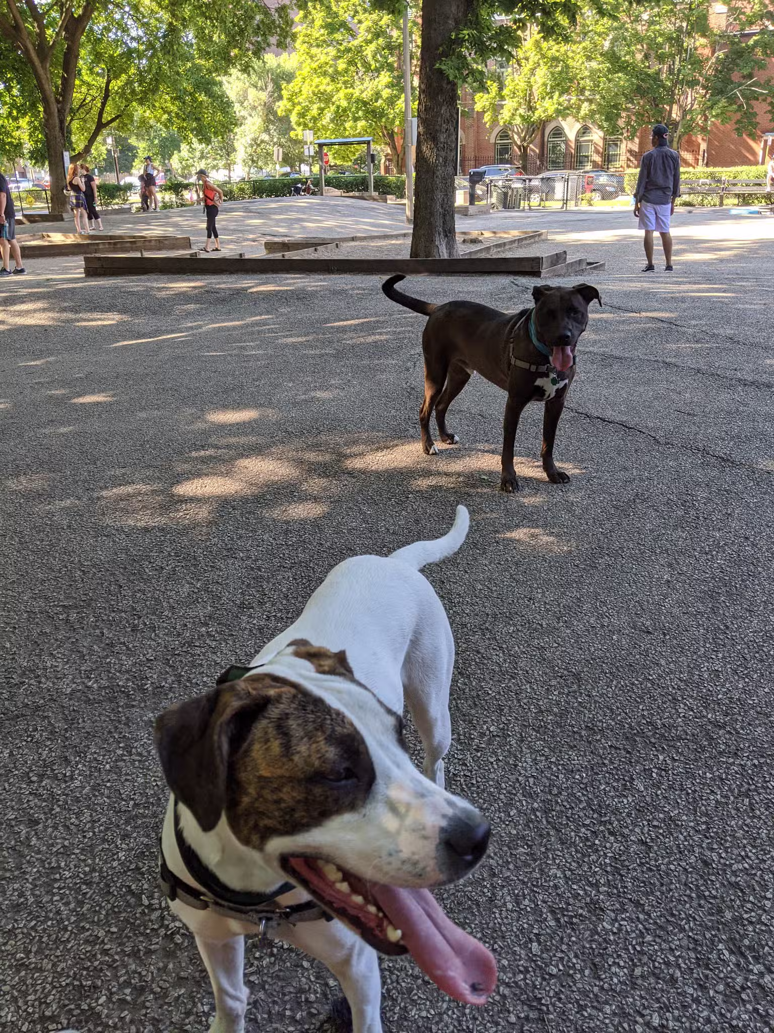 Wiggly Field Dog Park - Chicago, IL