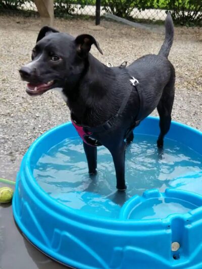 Wiggly Field Dog Park - Chicago, IL