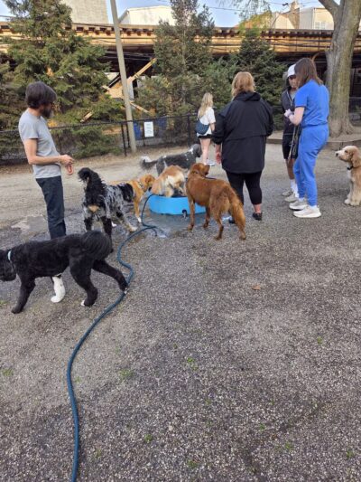 Wiggly Field Dog Park - Chicago, IL