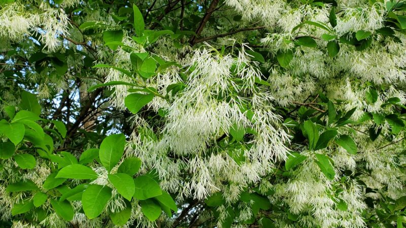 Wildwood Park - Chicago, IL