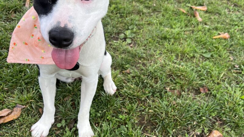 Dog park - Chickamauga, GA