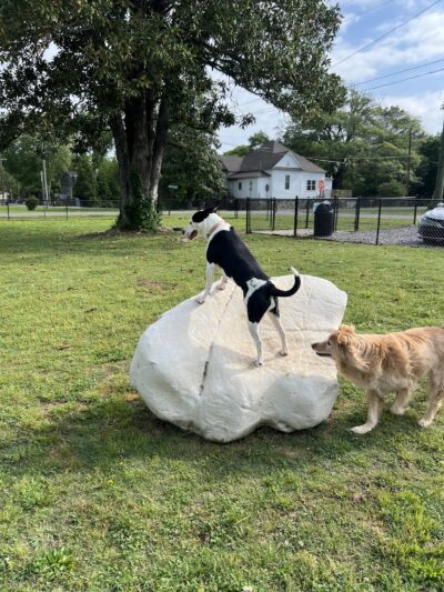 Dog park - Chickamauga, GA