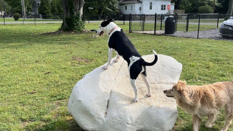 Dog park - Chickamauga, GA