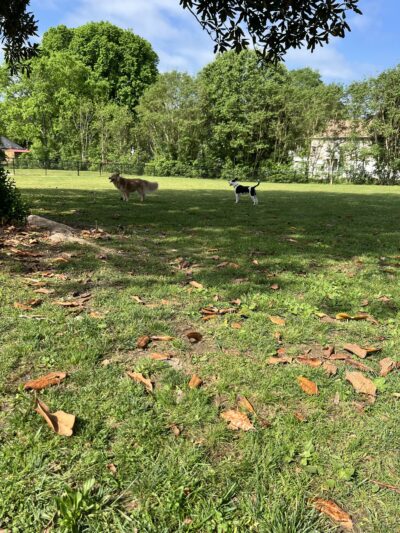 Dog park - Chickamauga, GA